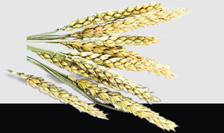 XPJ(中国大陆)有限公司官网