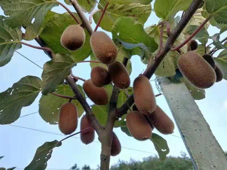 XPJ(中国大陆)有限公司官网