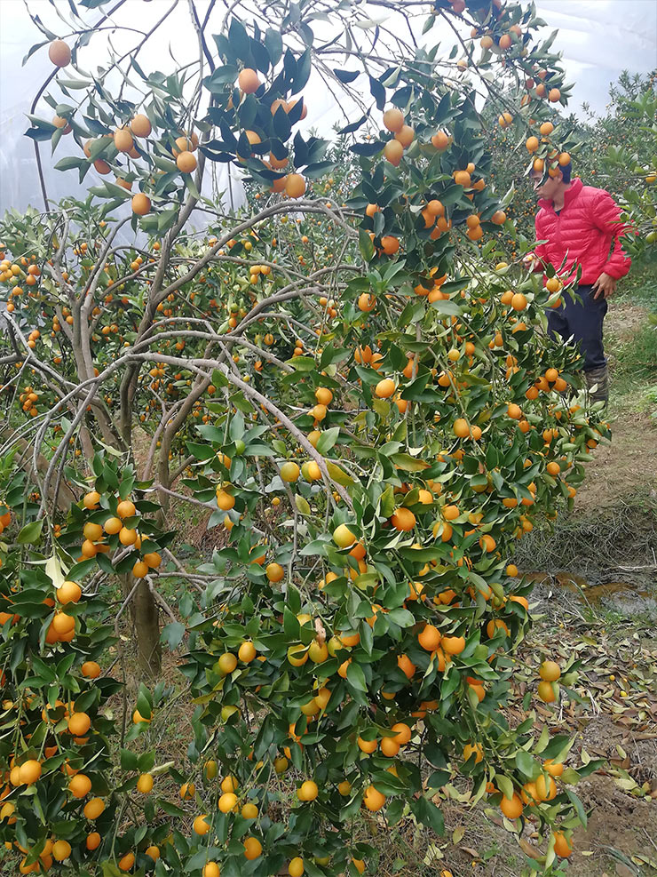 XPJ(中国大陆)有限公司官网