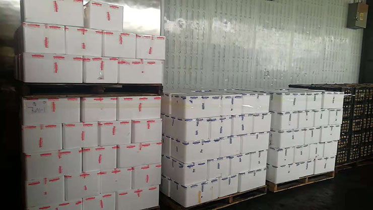 XPJ(中国大陆)有限公司官网