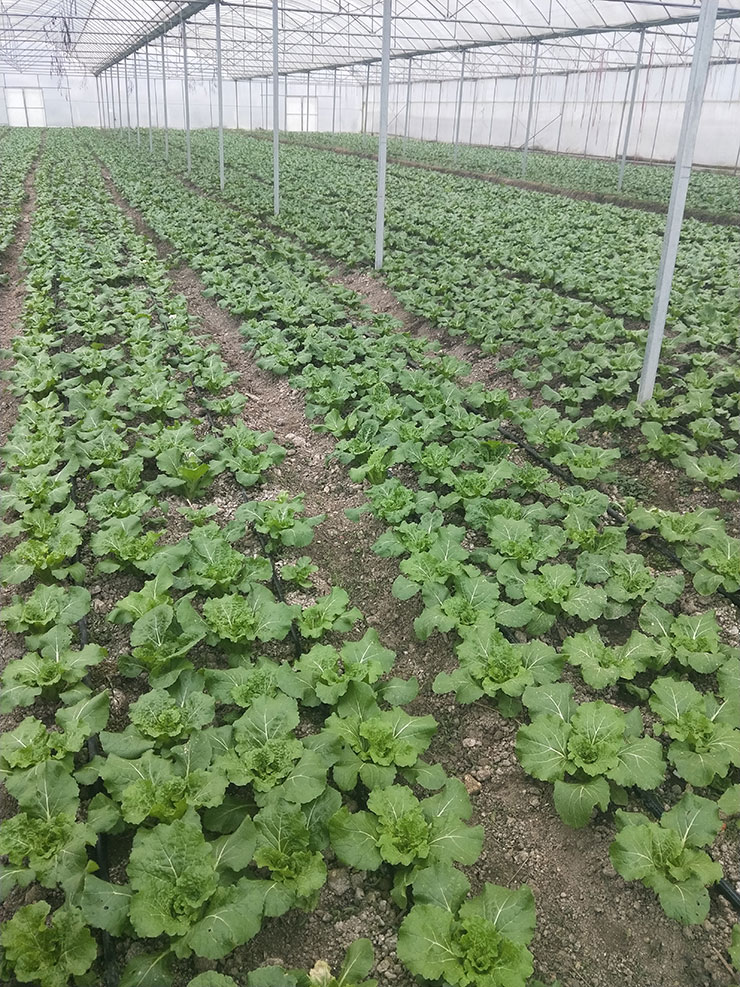 XPJ(中国大陆)有限公司官网