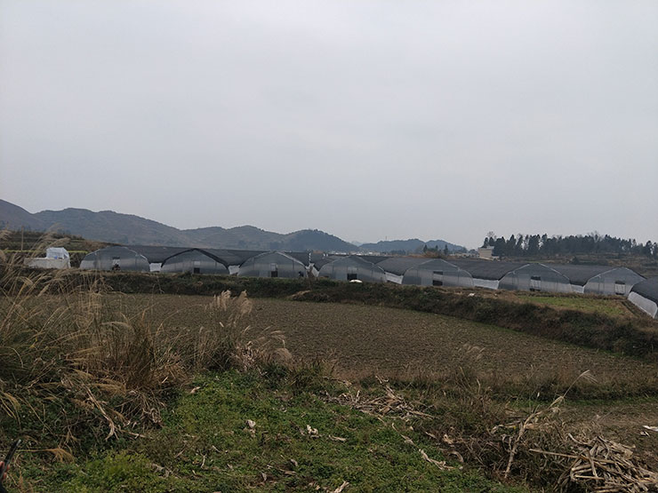 XPJ(中国大陆)有限公司官网