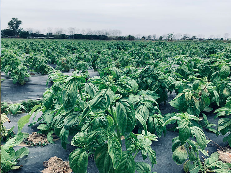 XPJ(中国大陆)有限公司官网