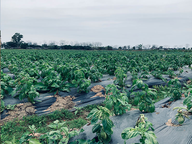 XPJ(中国大陆)有限公司官网