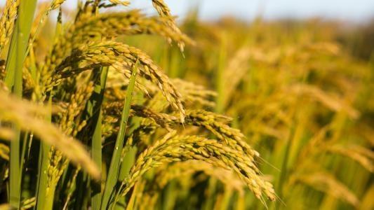 XPJ(中国大陆)有限公司官网