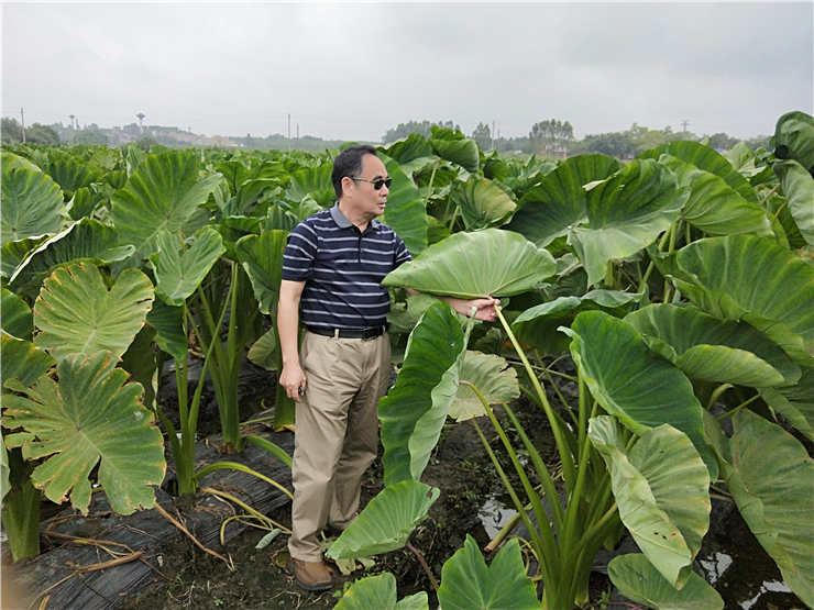 XPJ(中国大陆)有限公司官网