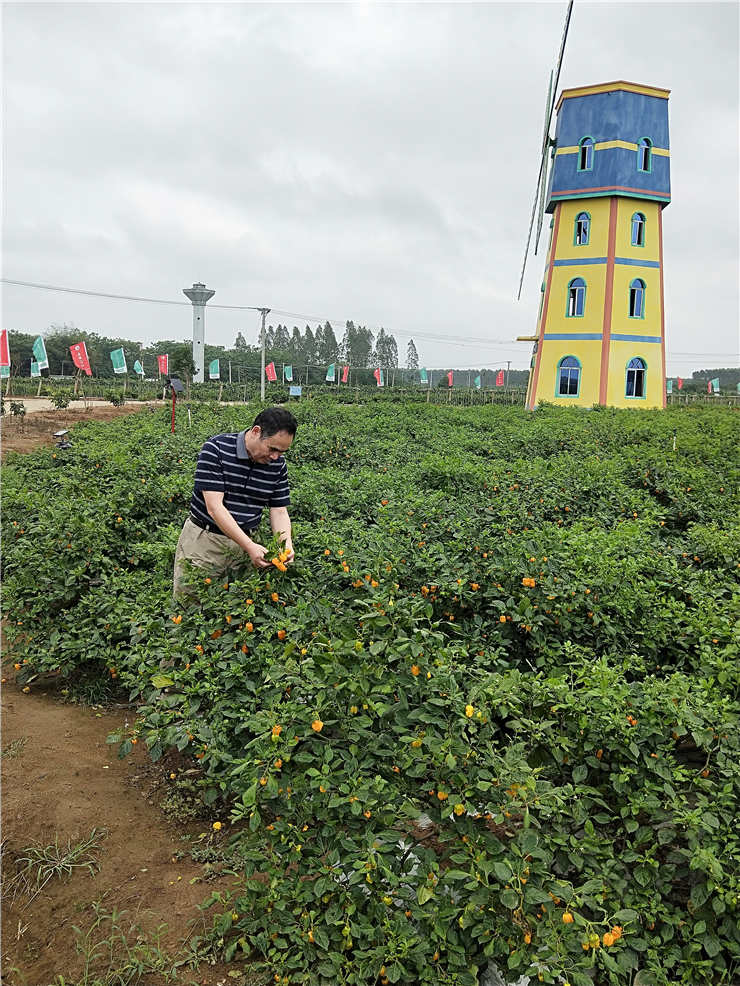 XPJ(中国大陆)有限公司官网