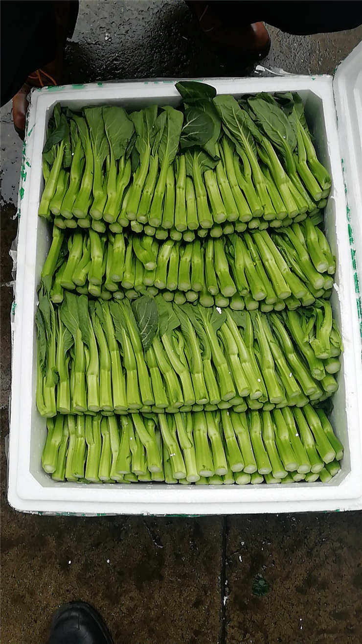 XPJ(中国大陆)有限公司官网