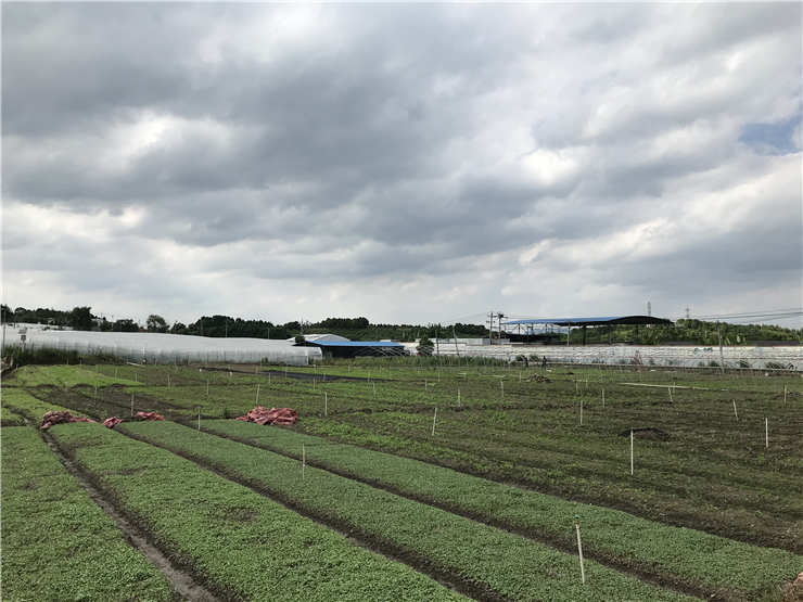 XPJ(中国大陆)有限公司官网