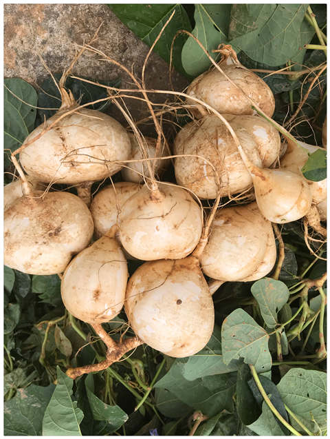 XPJ(中国大陆)有限公司官网