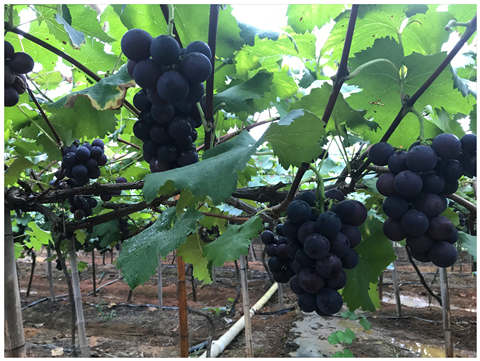 XPJ(中国大陆)有限公司官网