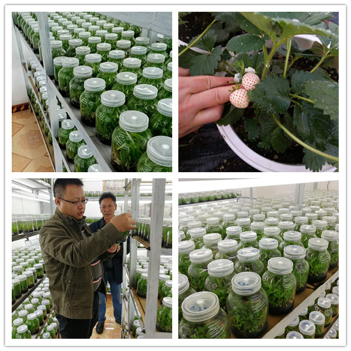 XPJ(中国大陆)有限公司官网