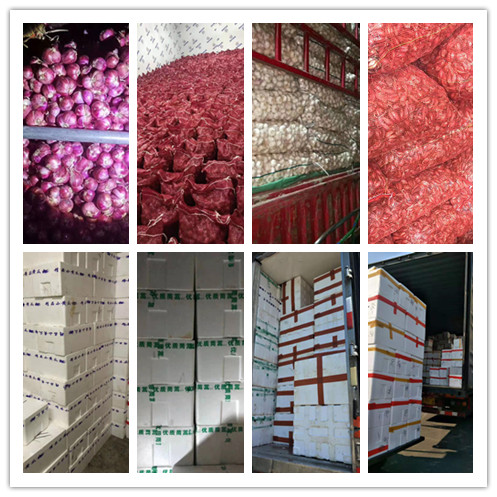 XPJ(中国大陆)有限公司官网