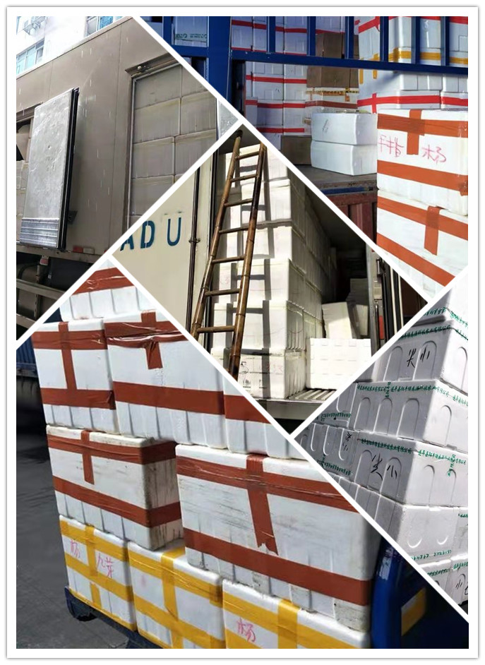 XPJ(中国大陆)有限公司官网