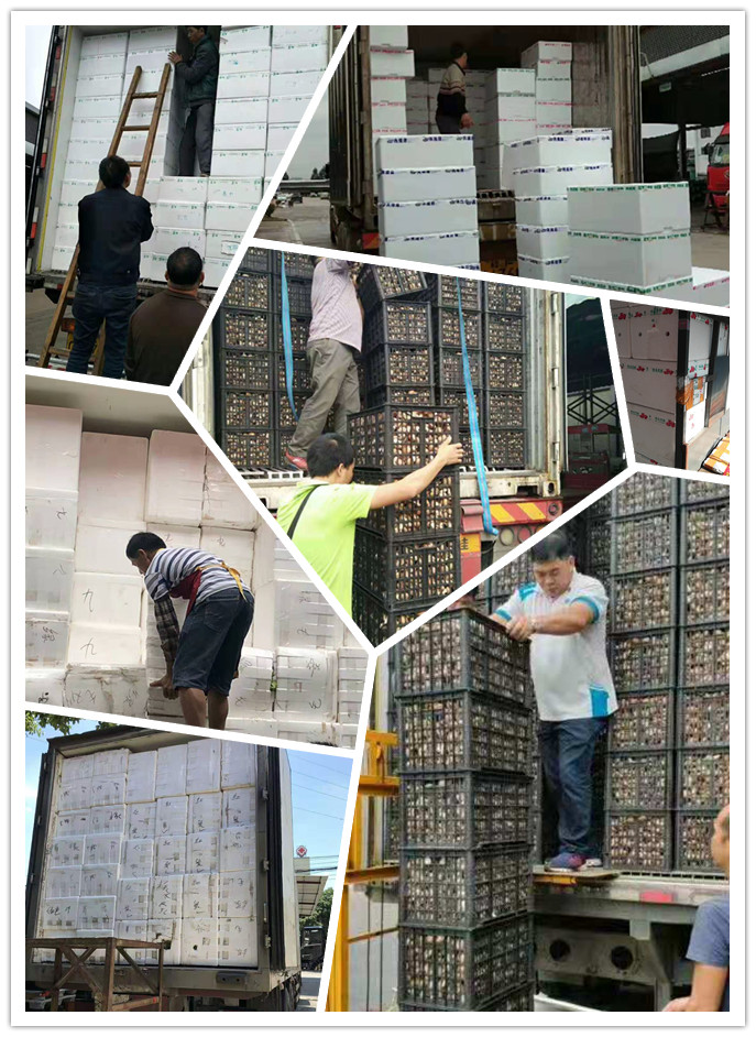 XPJ(中国大陆)有限公司官网