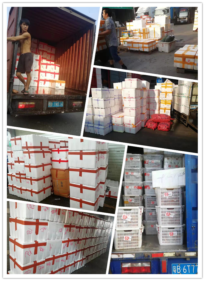 XPJ(中国大陆)有限公司官网