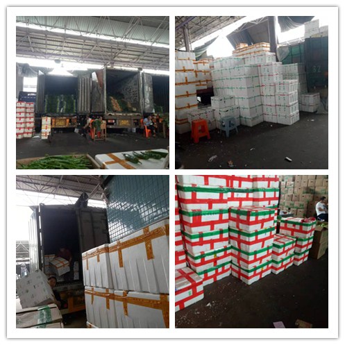 XPJ(中国大陆)有限公司官网