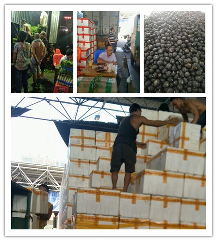 XPJ(中国大陆)有限公司官网