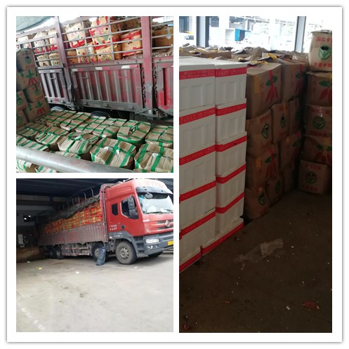 XPJ(中国大陆)有限公司官网