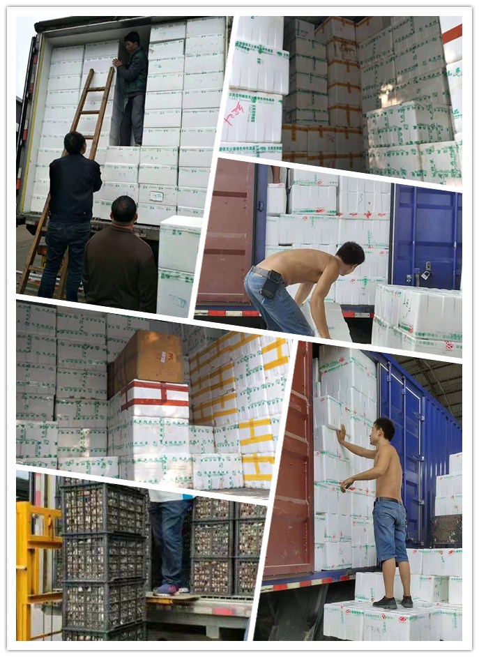 XPJ(中国大陆)有限公司官网