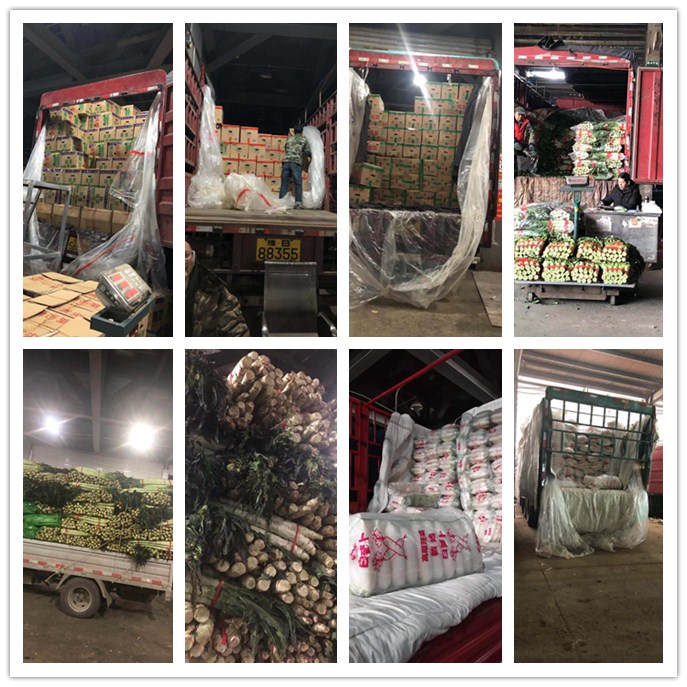 XPJ(中国大陆)有限公司官网