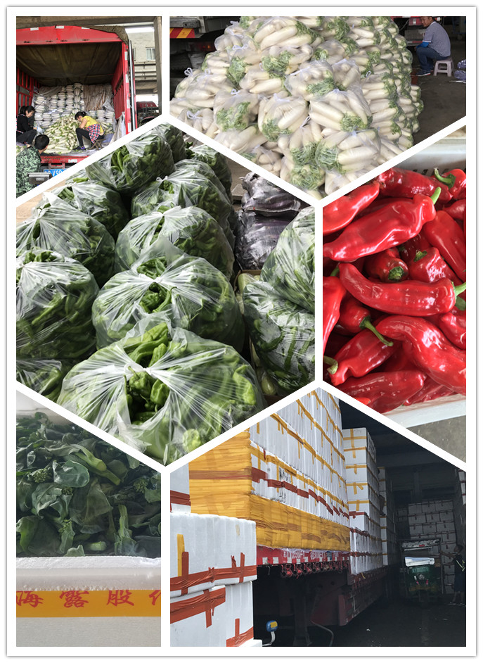 XPJ(中国大陆)有限公司官网