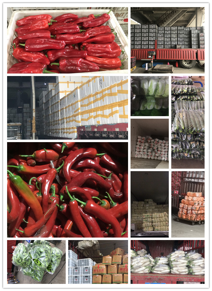 XPJ(中国大陆)有限公司官网