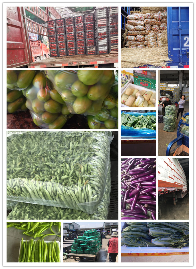 XPJ(中国大陆)有限公司官网