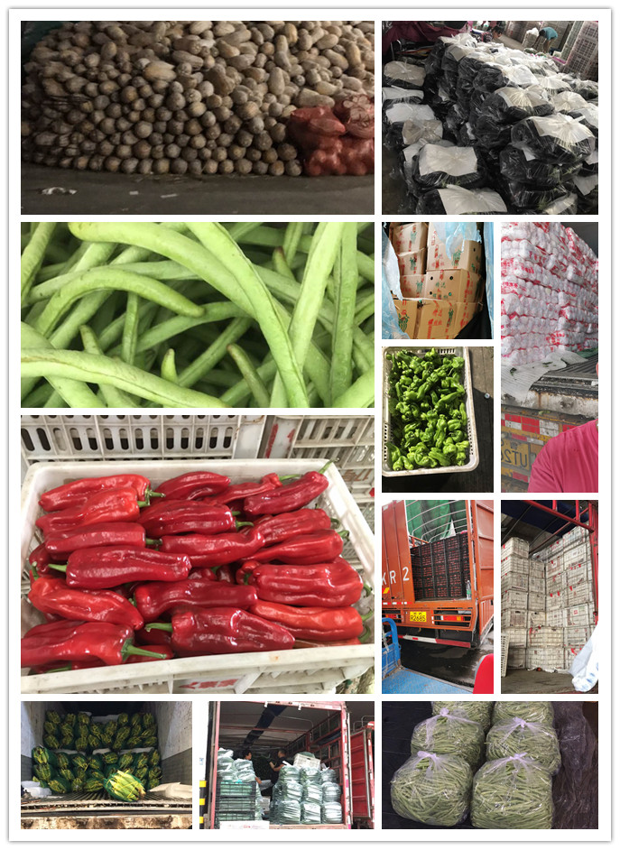 XPJ(中国大陆)有限公司官网