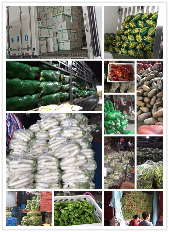 XPJ(中国大陆)有限公司官网