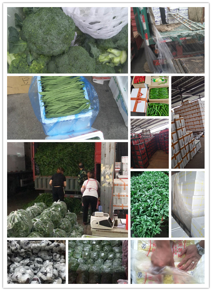 XPJ(中国大陆)有限公司官网